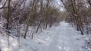 Охота на зайца - снег его выдал