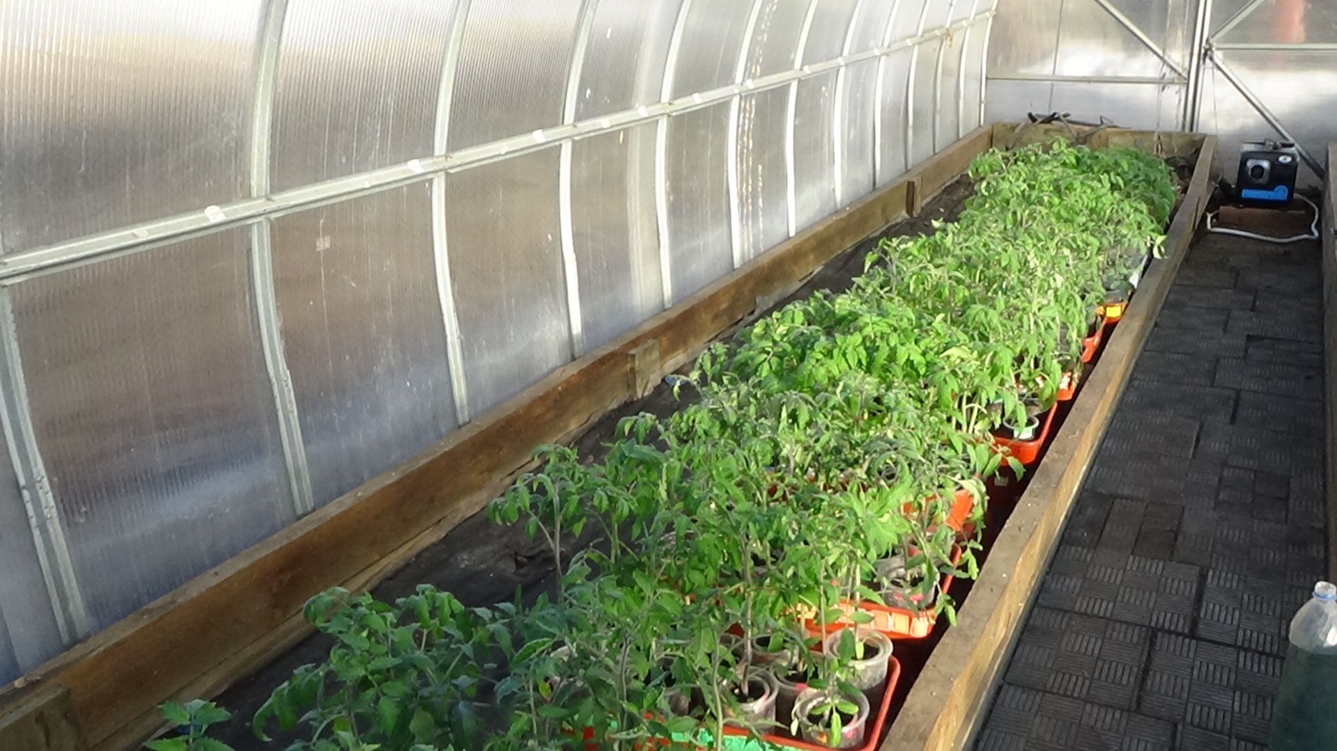 Рассада томатов будет первый раз ночевать в теплице.