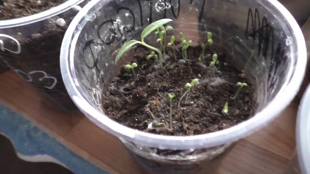 Необычный росток в рассаде