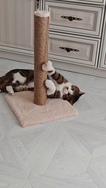 новая когтеточка для кота