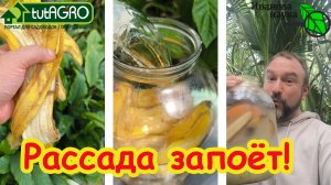 РАССАДА БУДЕТ ТОЛСТОЙ! Как ПРАВИЛЬНО готовить удобрение из банановых шкурок. Банановый стимулятор.