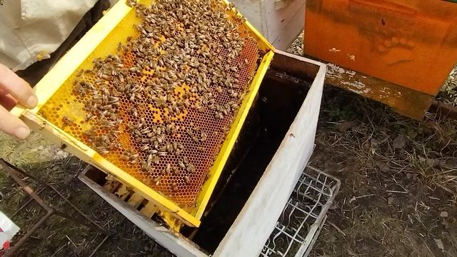 30марта ТОЧКИ ПЧЁЛ РЯДОМ а РАЗВИТИЕ СЕМЕЙ РАЗНОЕ