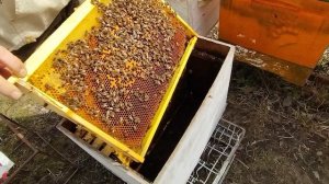 30марта ТОЧКИ ПЧЁЛ РЯДОМ а РАЗВИТИЕ СЕМЕЙ РАЗНОЕ