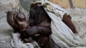 Дочке орангутанов Мишель и Бату - Бушель 8 месяцев.