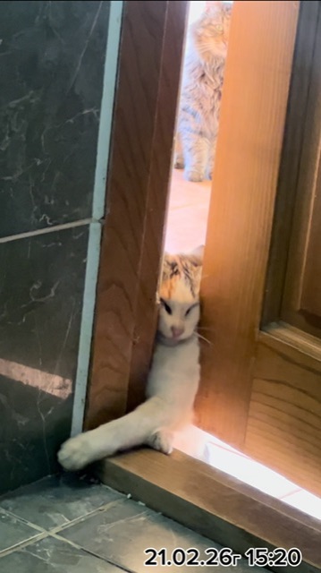 НАСТЫРНАЯ КОШКА