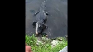 #смешныевидео -1249