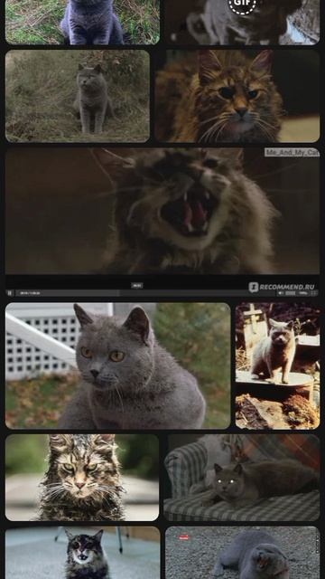 все боярышни,сюда