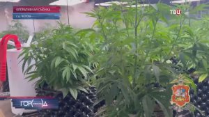 Житель Чехова устроил наркоплантацию в собственном и арендованном домах