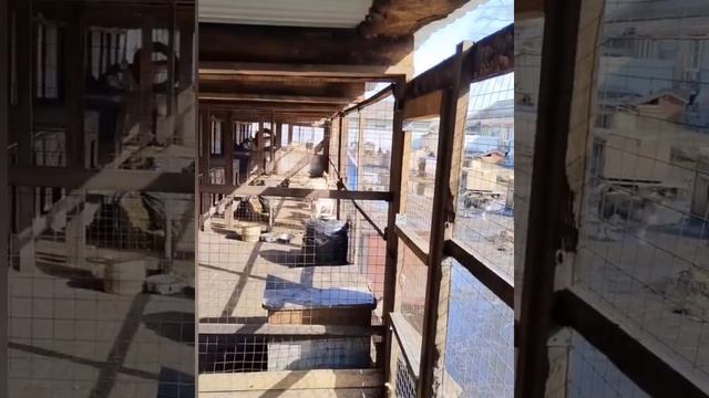 26.03.2026 Приют Будни