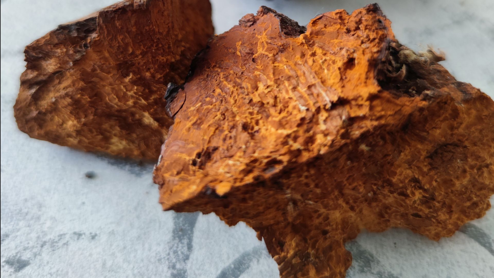 Трутовик скошенный