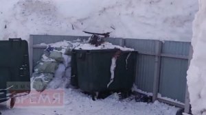 Крысиная сходка на площадке сбора ТКО у Маршала Блюхера,43 в Петропавловске