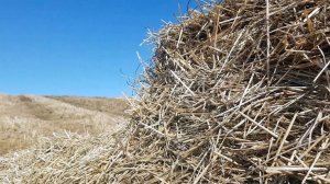 20260329 Поле, напитанное снегом почти болото, близ деревни Новотроицкое Орловский район город Орёл