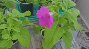 Пикировка томатов , перевалка Петунии 30.03.26г. На обед борщ.