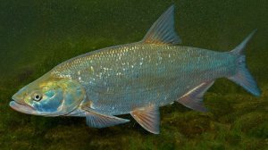 Жерехи 6.14 м. 6.28 м. 7.06 м. 7.26 м. Щука 7.47 м. Лещи 7.58 м. Выстрел по щуке 8.45 мин.