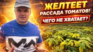 Почему желтеет рассада Как понять чего ей не хватает показываю наглядно