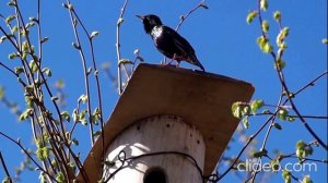 СКВОРЦЫ ПРИЛЕТЕЛИ