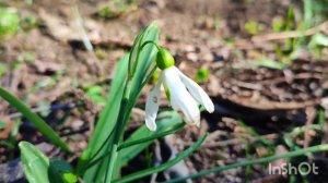 Весна, друзья и шашлычок!