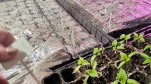 Взошли томаты