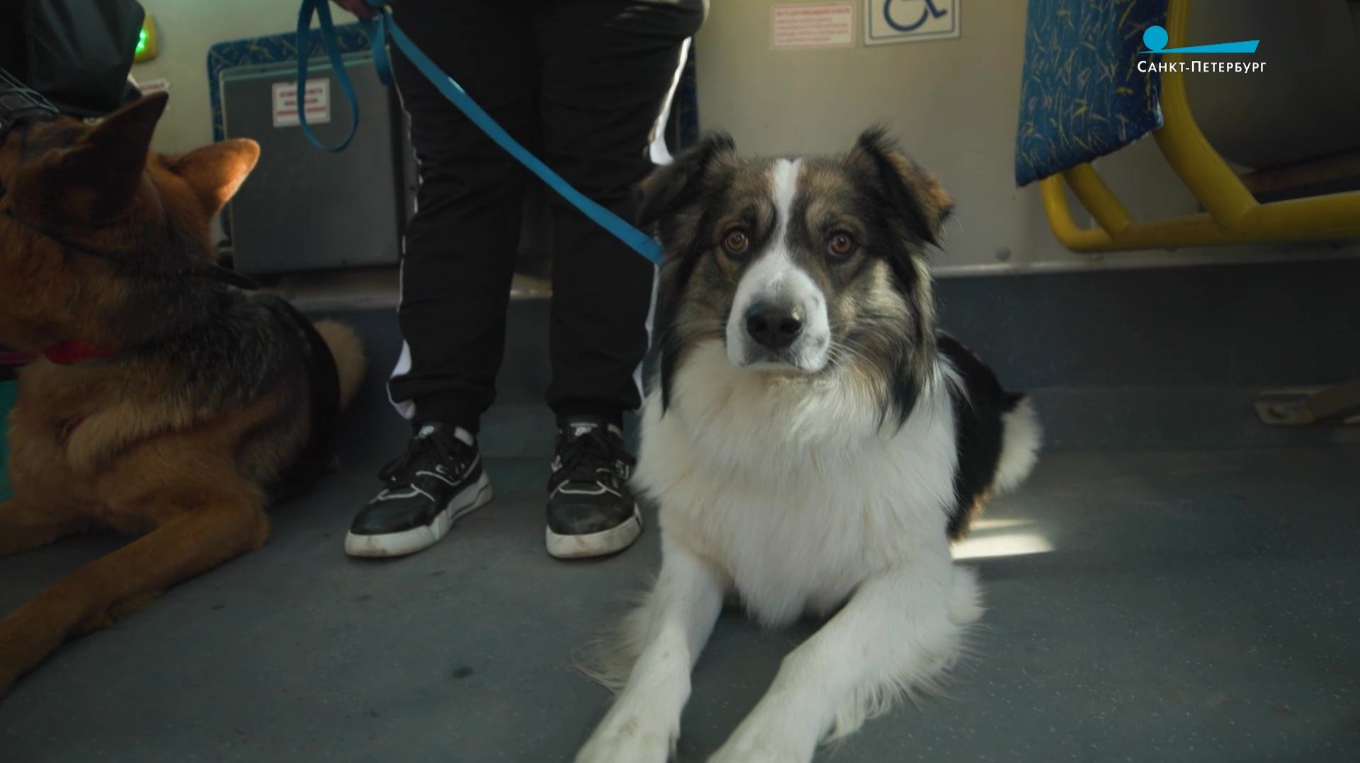 Город глазами собаки: курс, который помогает домашним питомцам адаптироваться в каменных джунглях