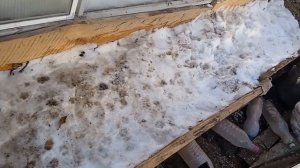 Мои помощники в теплице, йорки Локки и Летти, я таскаю снег на грядки, они помогают его утаптывать