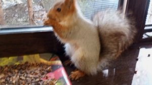 вкусно белкам и птицам