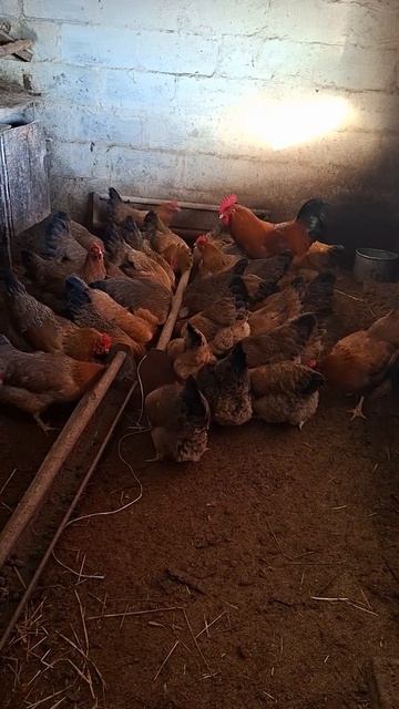 Пришли кормить кур #куры #курымолодки #кучинскаяюбилейная #петух #петухи #курица #деревня
