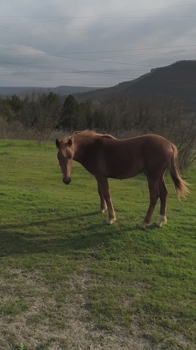 Лошадка в Малиновке