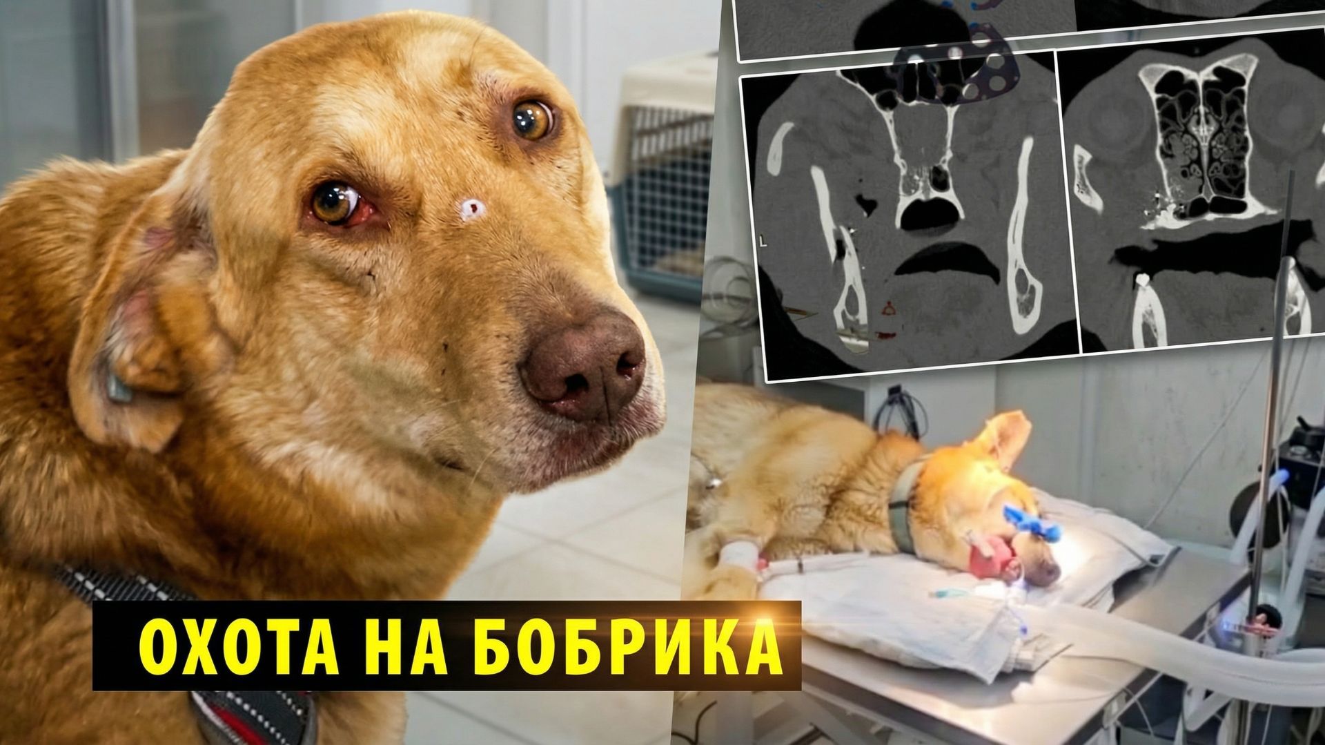 Пьяный сибиряк расстрелял бездомного пса в Мошково