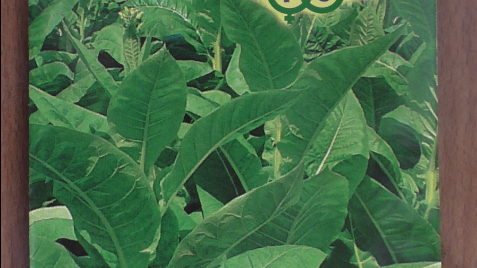 Первые всходы махорки на рассаду