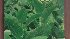 Первые всходы махорки на рассаду