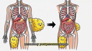 Что происходит если не ужинать 2 недели — Научное объяснение