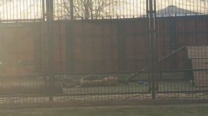 28.03.26г как кот домашний по бревну