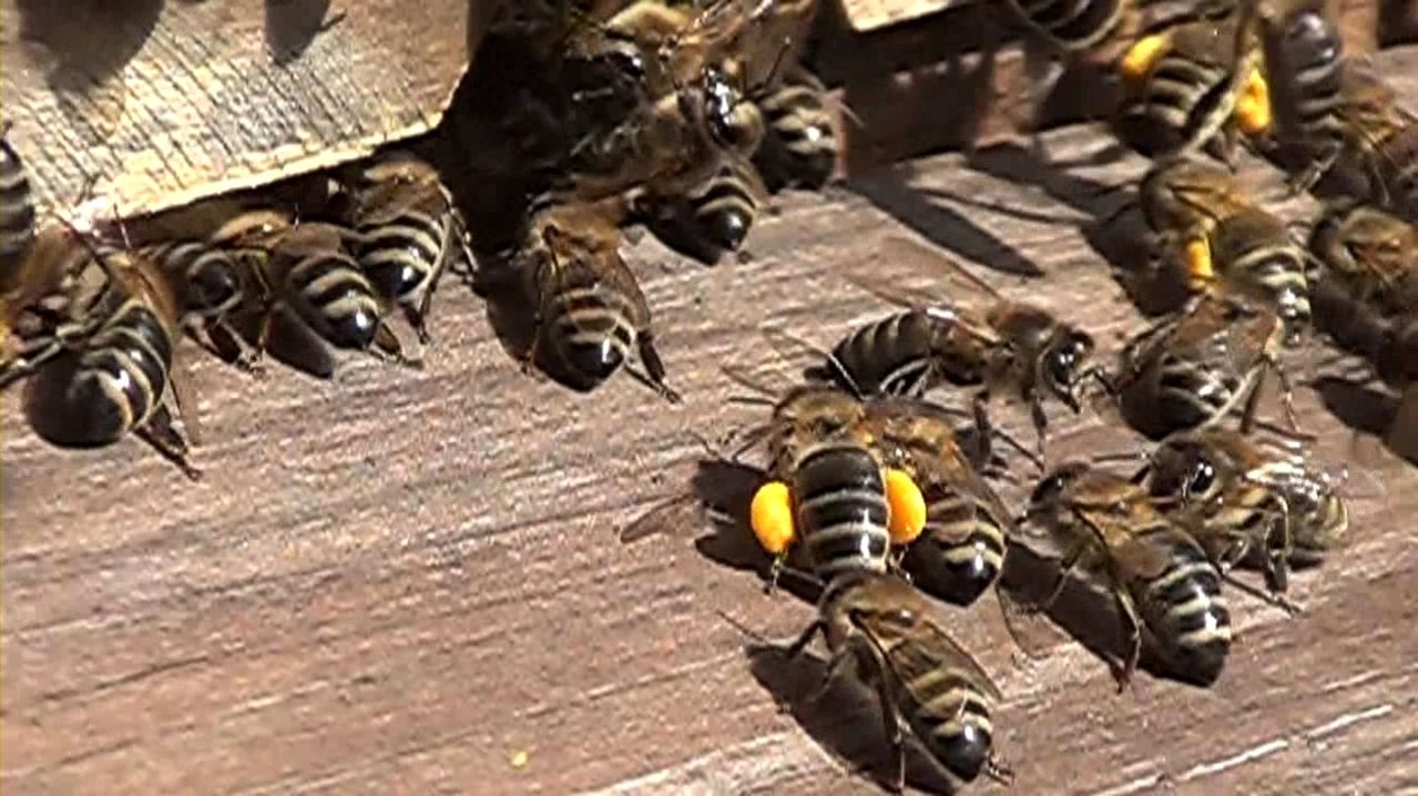 Деревянная разделительная решётка