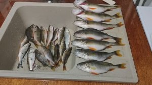 Отличный улов!