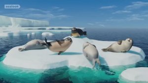 Морские Котики: Я не могу перестать хлопать | Подборка эпизодов