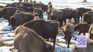 В 10 раз выросла популяция зубров выросла в Вологодской области