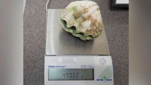 Редкую морскую раковину изъяли таможенники у приехавшего из Таиланда россиянина