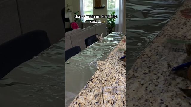 кошки и фольга