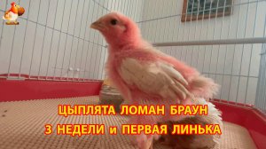 Первая линька у цыплят в 3 недели Ломан Браун смешные и растрепанные