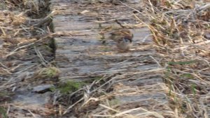 Кадры дня 26 марта 2026 / Ижора. Межстоличье.