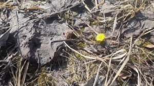 ВОТ ЭТО ВОДОЕМ ВЕСНА ПРОГУЛКА ПО РЫБНЫМ МЕСТАМ