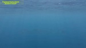 Акулы - Как они появились. Что они едят и сколько живут.