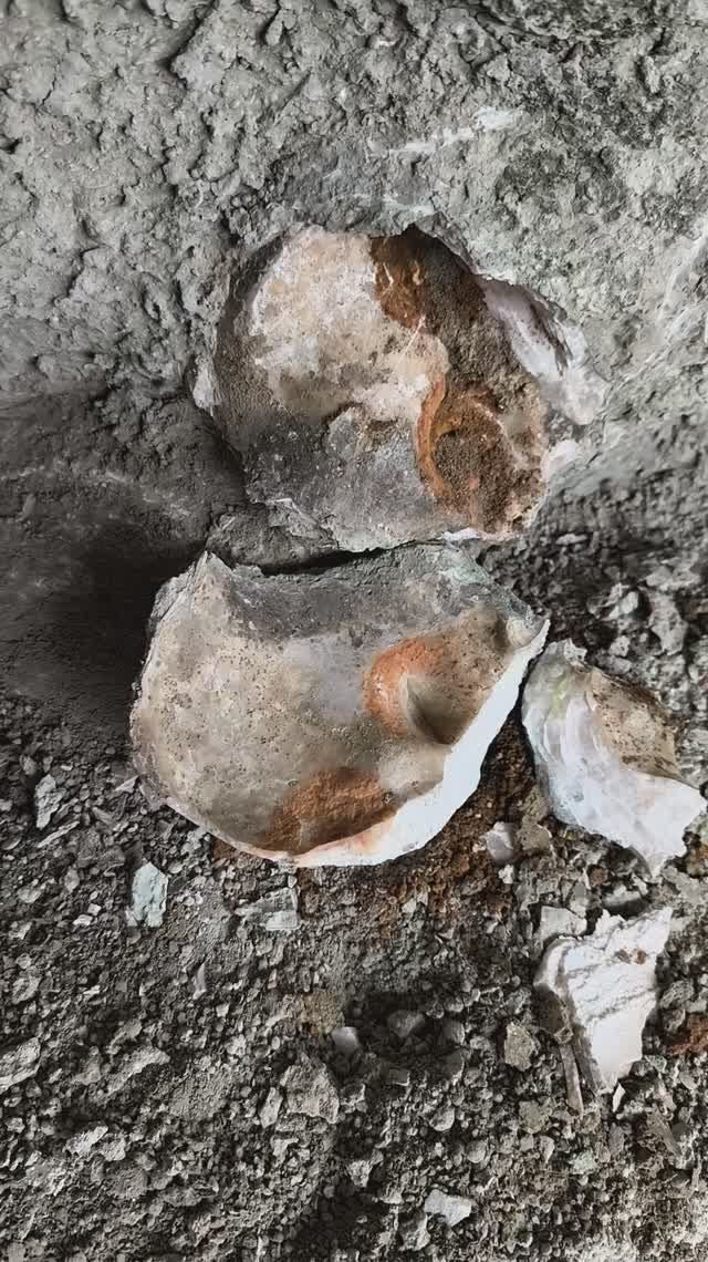 Pycnodonte Phygraea Gigantica ожелезненная