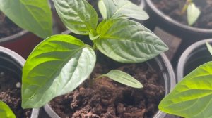 Рассада перцев.