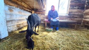 СКОЛЬКО КОЗЛЯТ ПРИНЕСЛА КОЗА,НЕОЖИДАННЫЙ СЮРПРИЗ