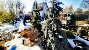 Сад РЕДКИХ хвойных растений приглашает в Новый сезон 2026🔥 🌲 30.03.26г #garden #сад #обзор