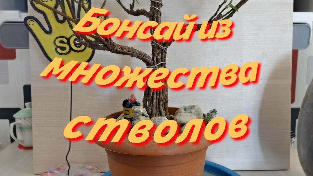 Бонсай из множества стволов Инжира