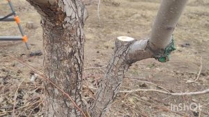 Обрезка  ,, взрослой,, груши.