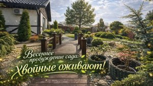 Весеннее пробуждение сада: хвойные оживают!