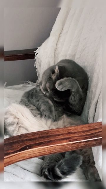 КошКомиксы. Серия 41 «Чистота и порядок»